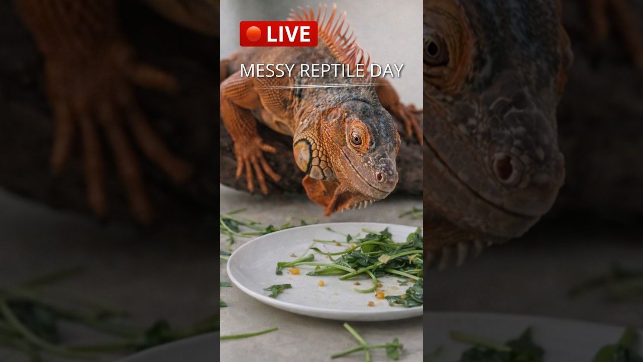 LIVE: Life with a Red Iguana | Food, Chaos & Real Moments #pet #animals #shorts #fyp #pets #funny