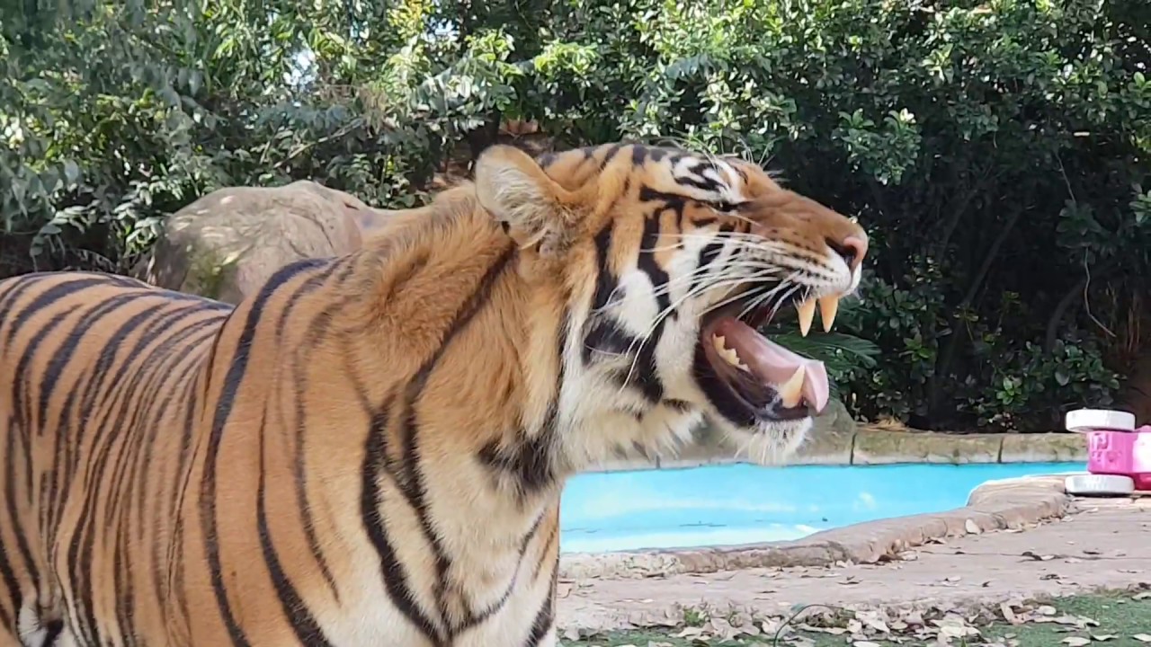Introducing them to the tigers totally unplanned ! Can you believe it ?
