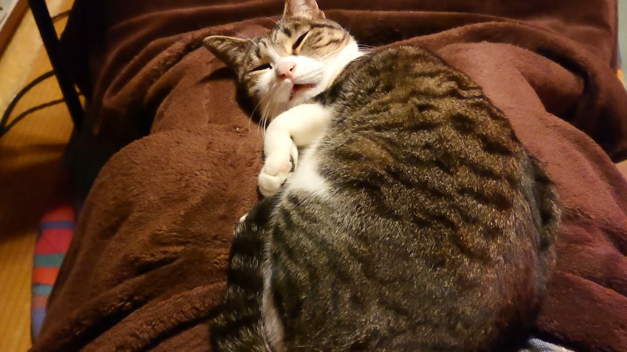 【猫とにらめっこ】なぜかずっとこちらを見ています。
