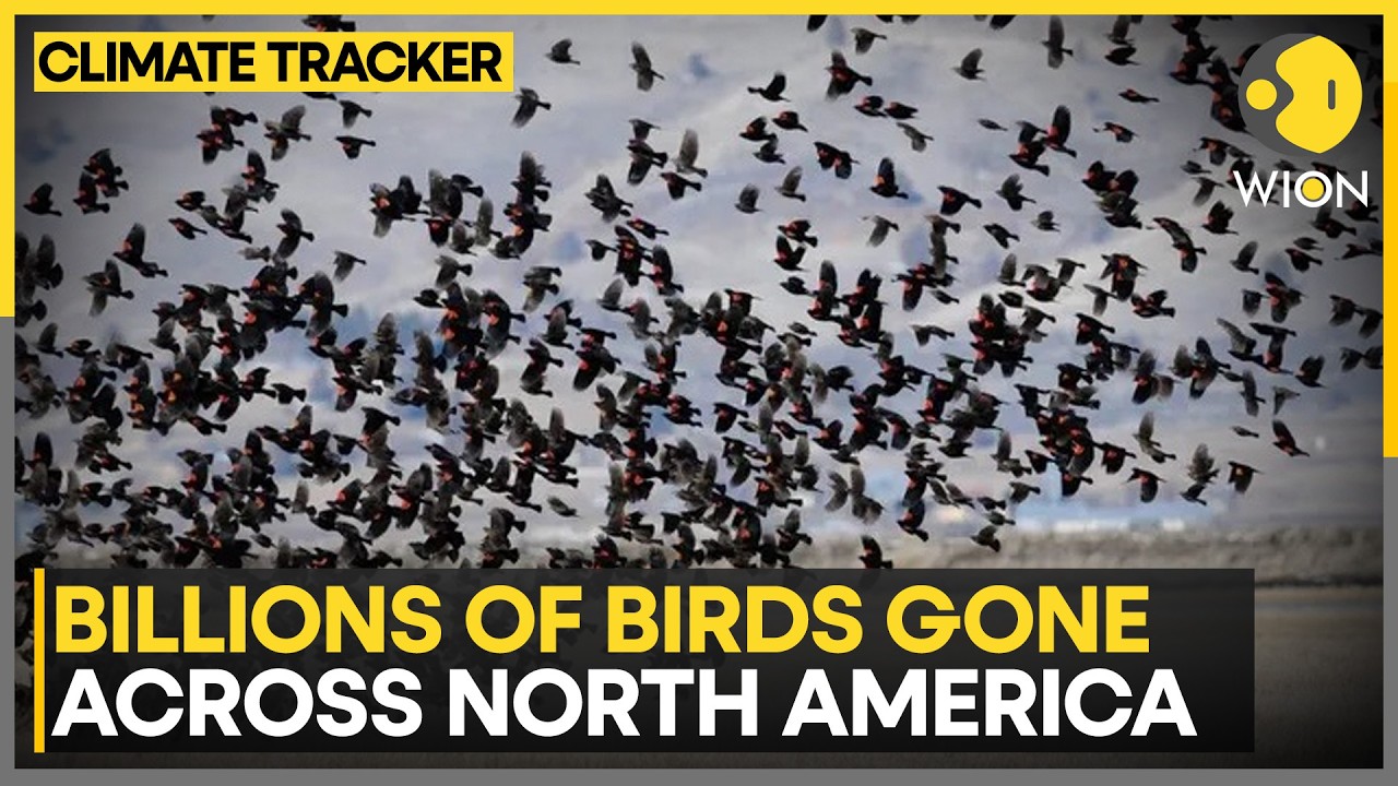 Study Warns Of Accelerating Bird Loss Across North America | WION