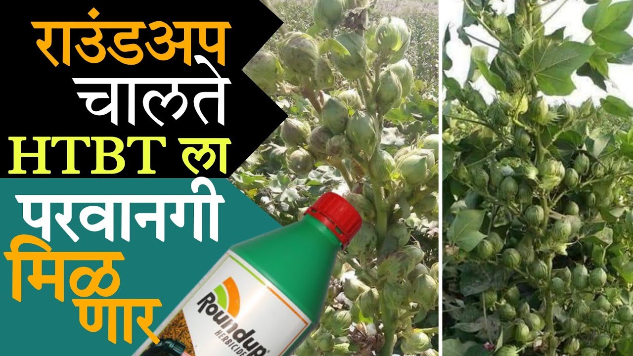 HTBT (बीटी-3)कॉटन ला परवानगी मिळणार.केंद्र सरकार अनुकूल.उत्पादन दुप्पट,राउंडअप फवारणी चालते.