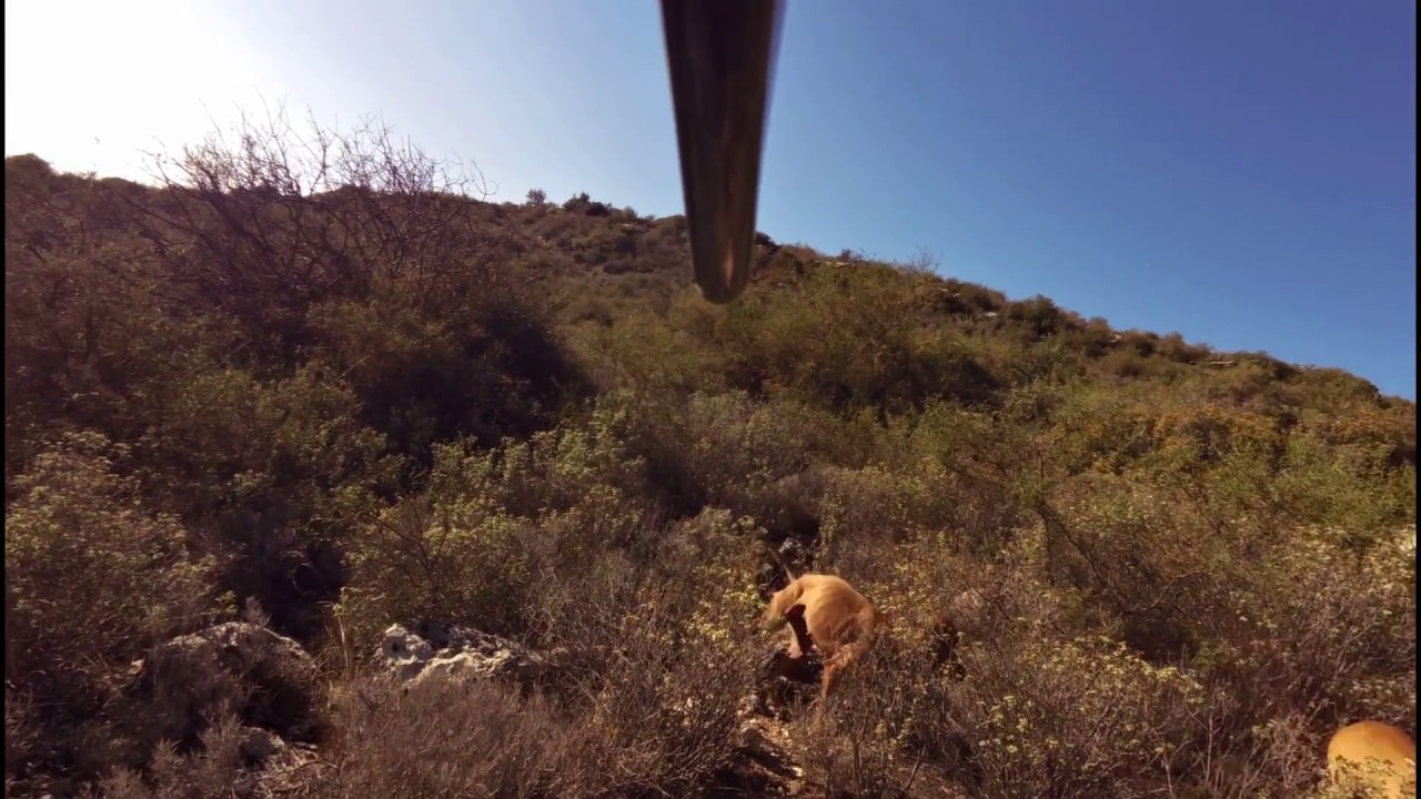 Hunting with my Segugio Italiano