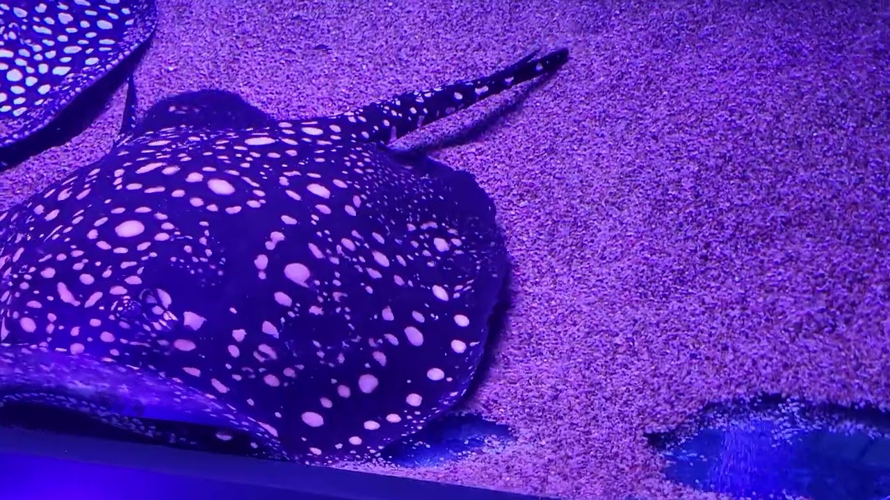 Watching the Stingrays