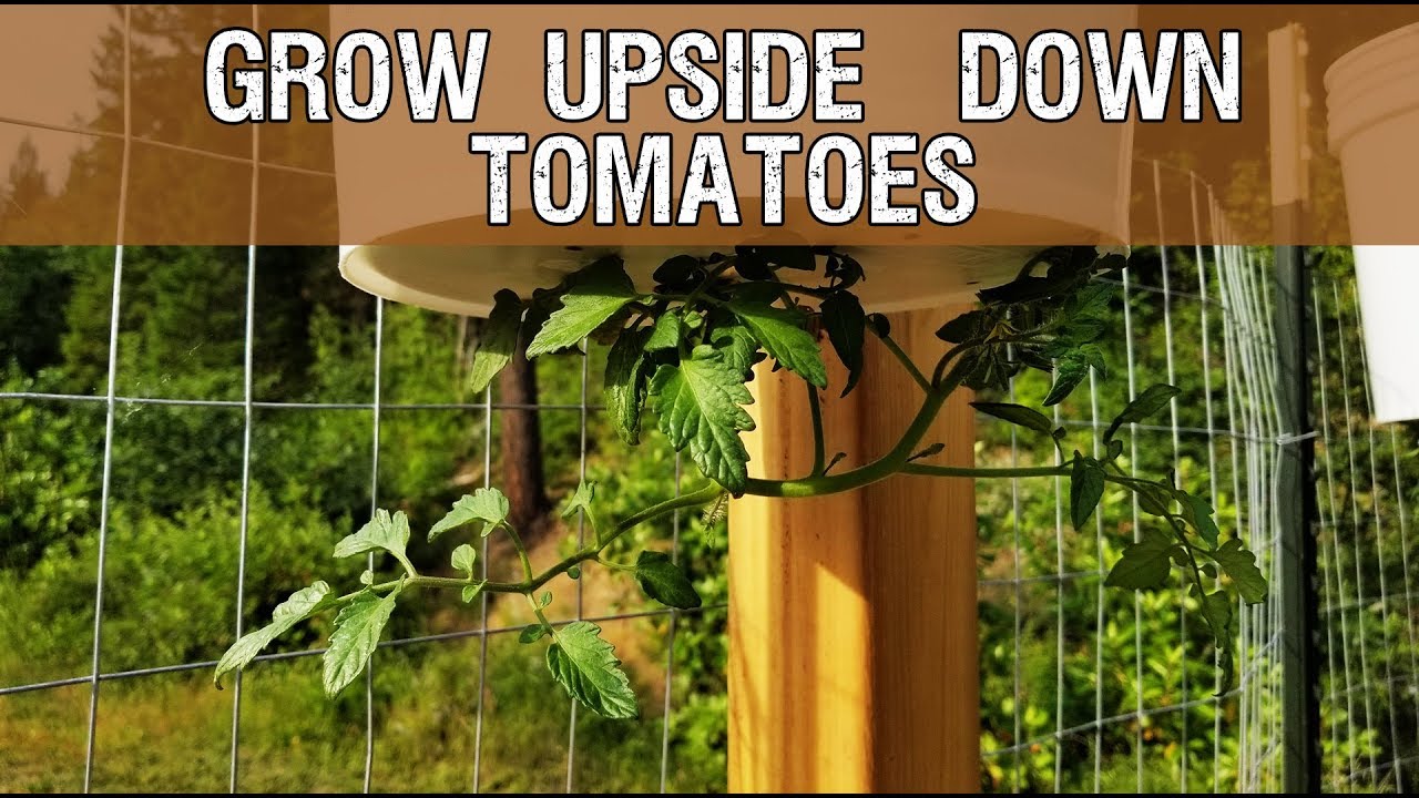 How To Build Your Own Upside Down Tomato Planter