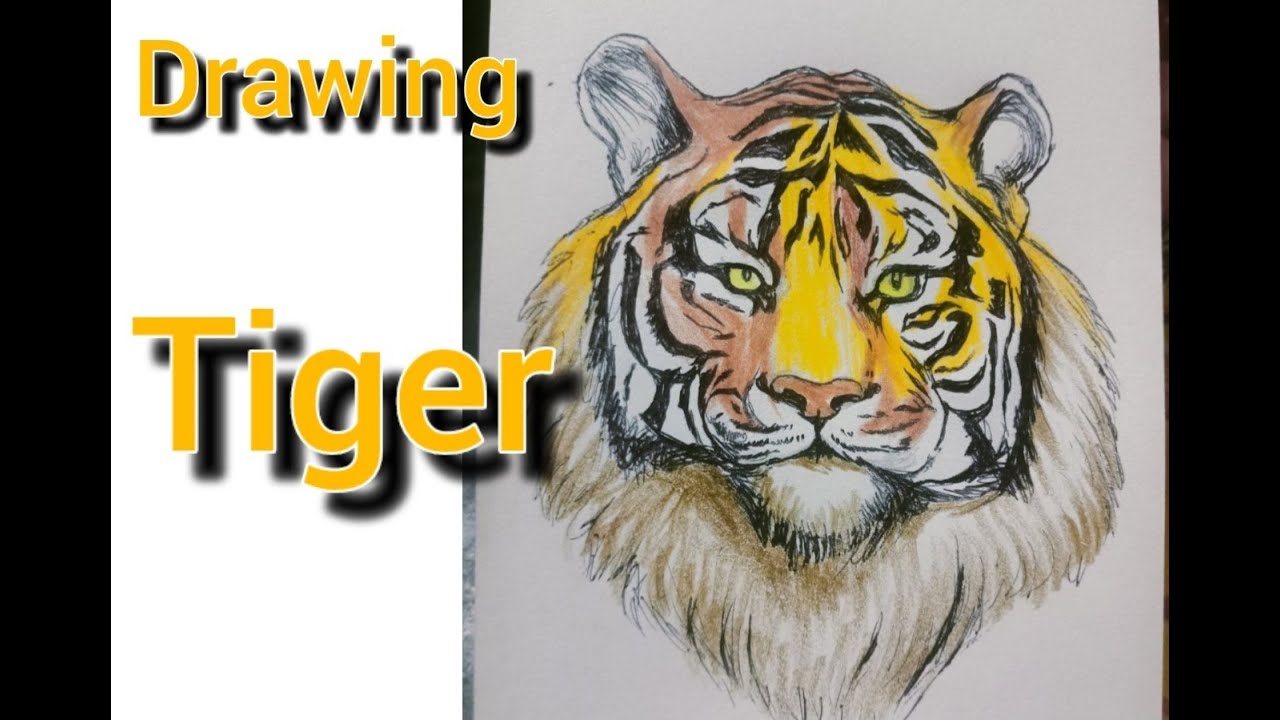 Real pencil Drawing Tiger TOPPAINTER 2025