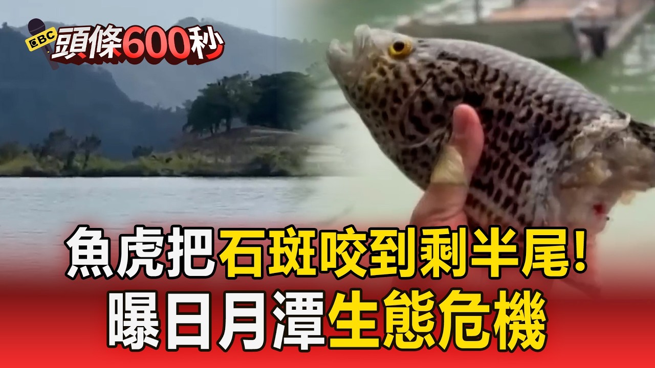 日月潭魚虎氾濫「把石斑魚咬一半」！釣客釣半尾嚇傻...曝光生態危機【頭條600秒】