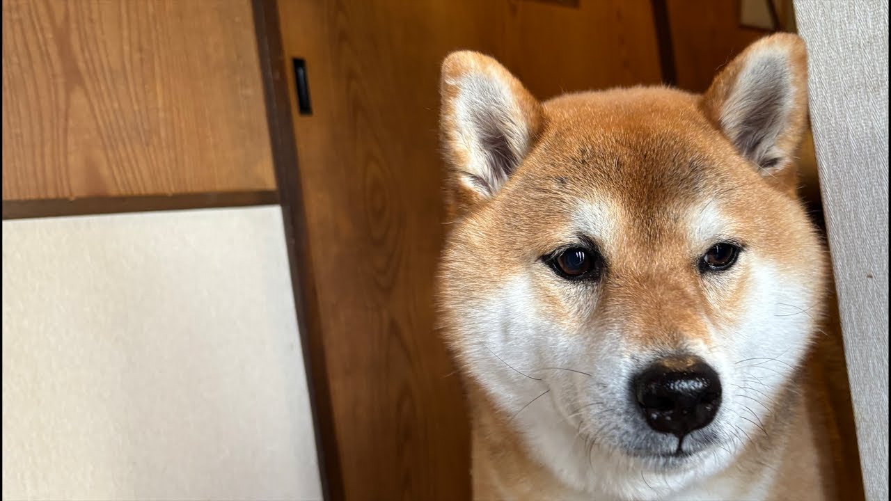 【LIVEアーカイブ】柴犬おひるのさんぽ　🐕