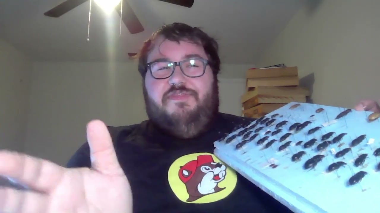 Weekend stream! Live ants while I put labels on | preparing specimens later | November 22, 2025