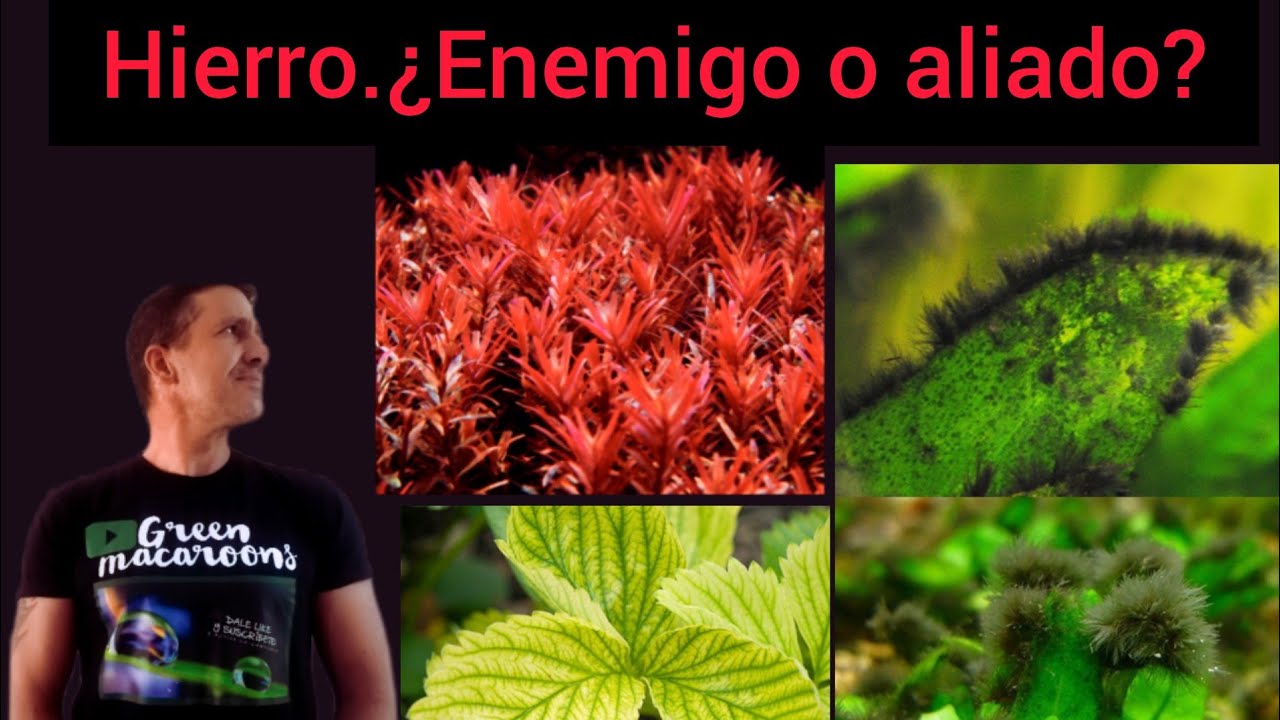 El hierro en acuarios plantados.¿Enemigo o aliado?