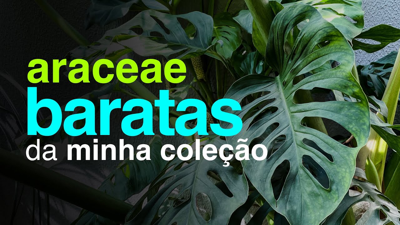 Araceae Muito Baratas ou Baratas da Minha Coleção | Jardineiros Urbanos por Flay