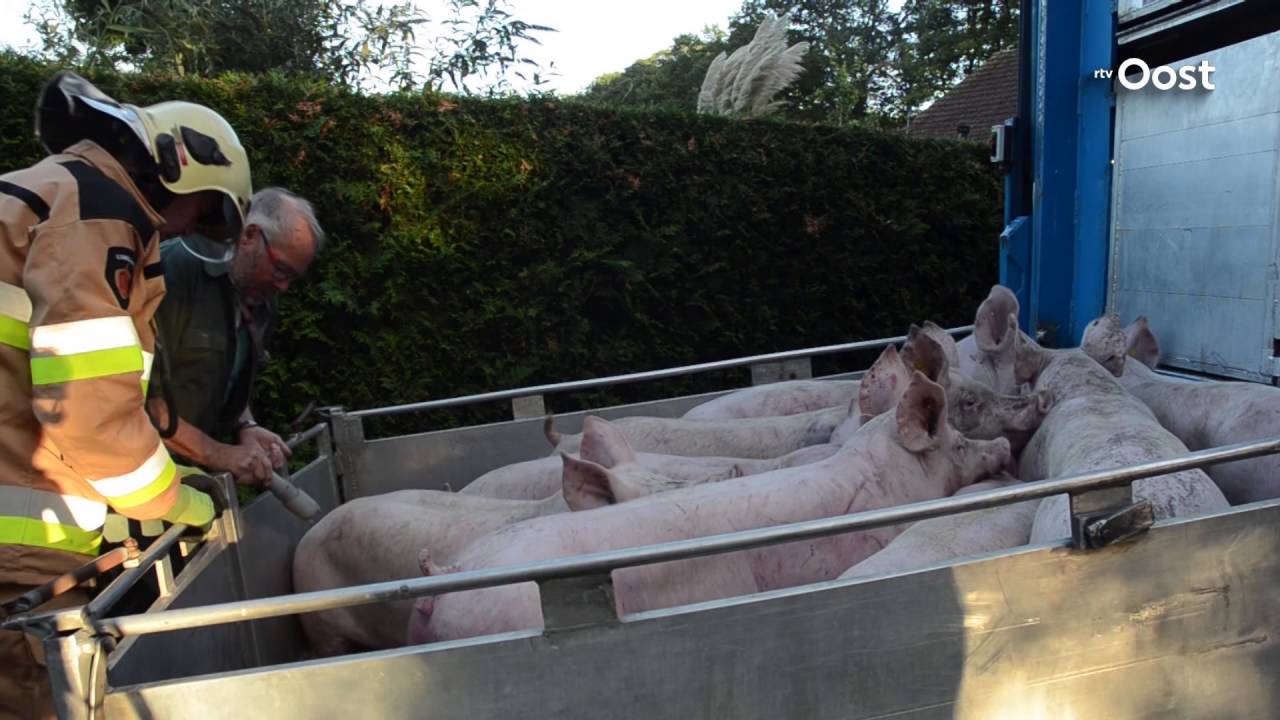 Vrachtwagen vol varkens gekanteld bij Heeten