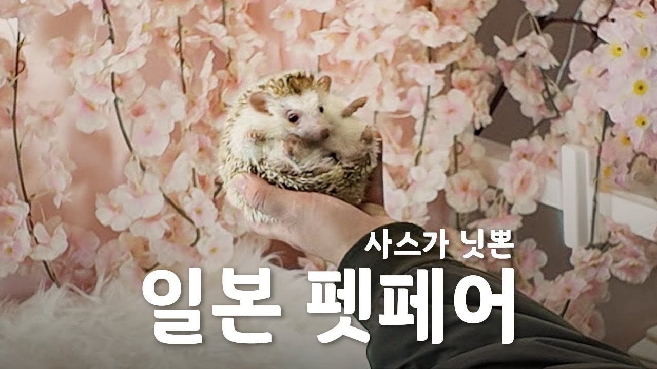 일본 감성의 펫페어 | 도쿄 인터펫 2일차