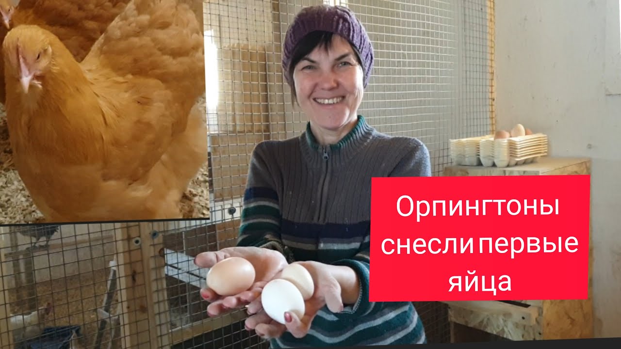 Орпингтоны - самая красивая порода в нашем курятнике