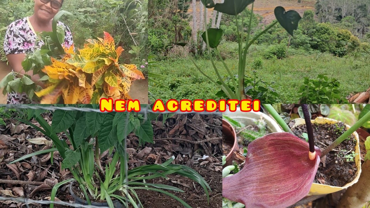 Olha Gente 👀/quantas plantas 🪴🌺 eu ganhei 😊