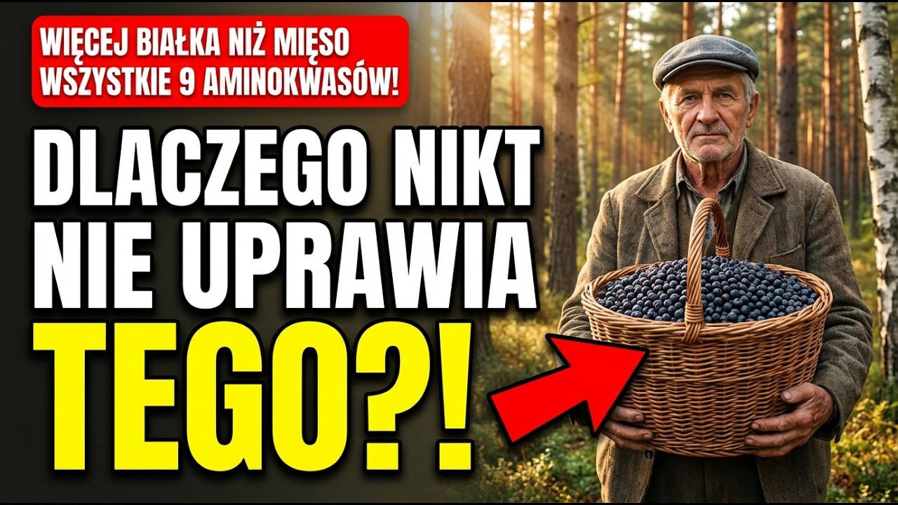 Więcej białka niż mięso i wszystkie 9 aminokwas&oacute;w &mdash; dlaczego spalono pola tej rośliny?