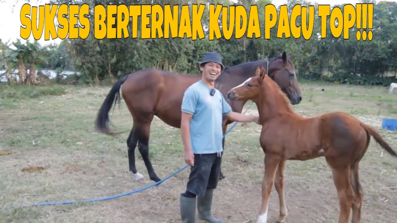 GREBEK KANDANG KUDA PAK WANLY SANG TANGAN DINGIN YANG BANYAK MENGHASILKAN KUDA PACU TOP MINAHASA
