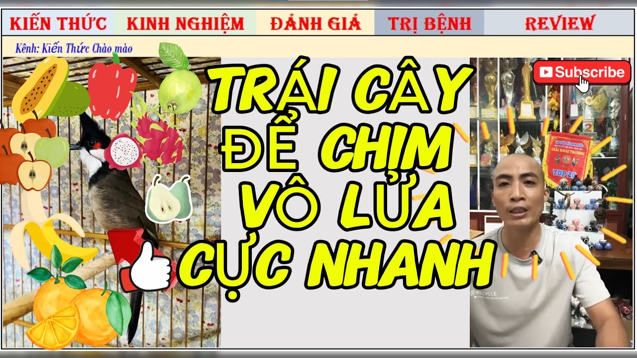 Chia sẻ Chế độ Chăm Lửa cho Chim Ăn Trái cây thế nào là Đúng, Đạt Lực tốt nhất?