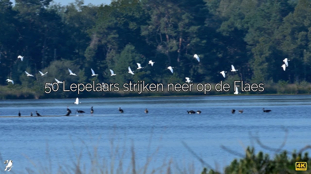 50­ Lepelaars­ strijken­ neer­ op­ de­ Flaes 🎤