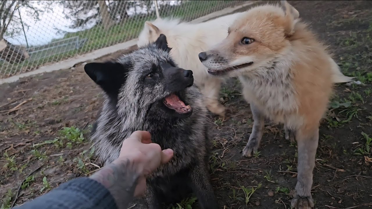 Good morning cute foxes!