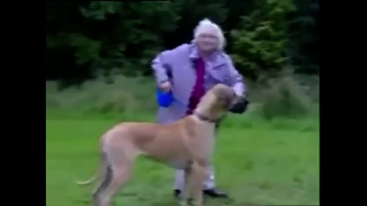 Granny gets pulled by dog meme
