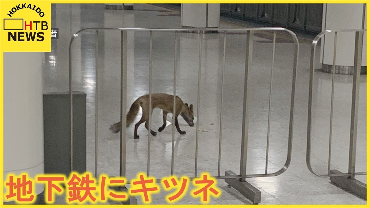 札幌の地下鉄東豊線「栄町駅」にキツネ　３番出口から出ていった&hellip;