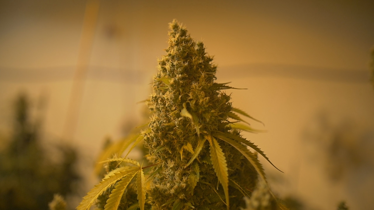 Pure Afghan Strain Review- Ep 31