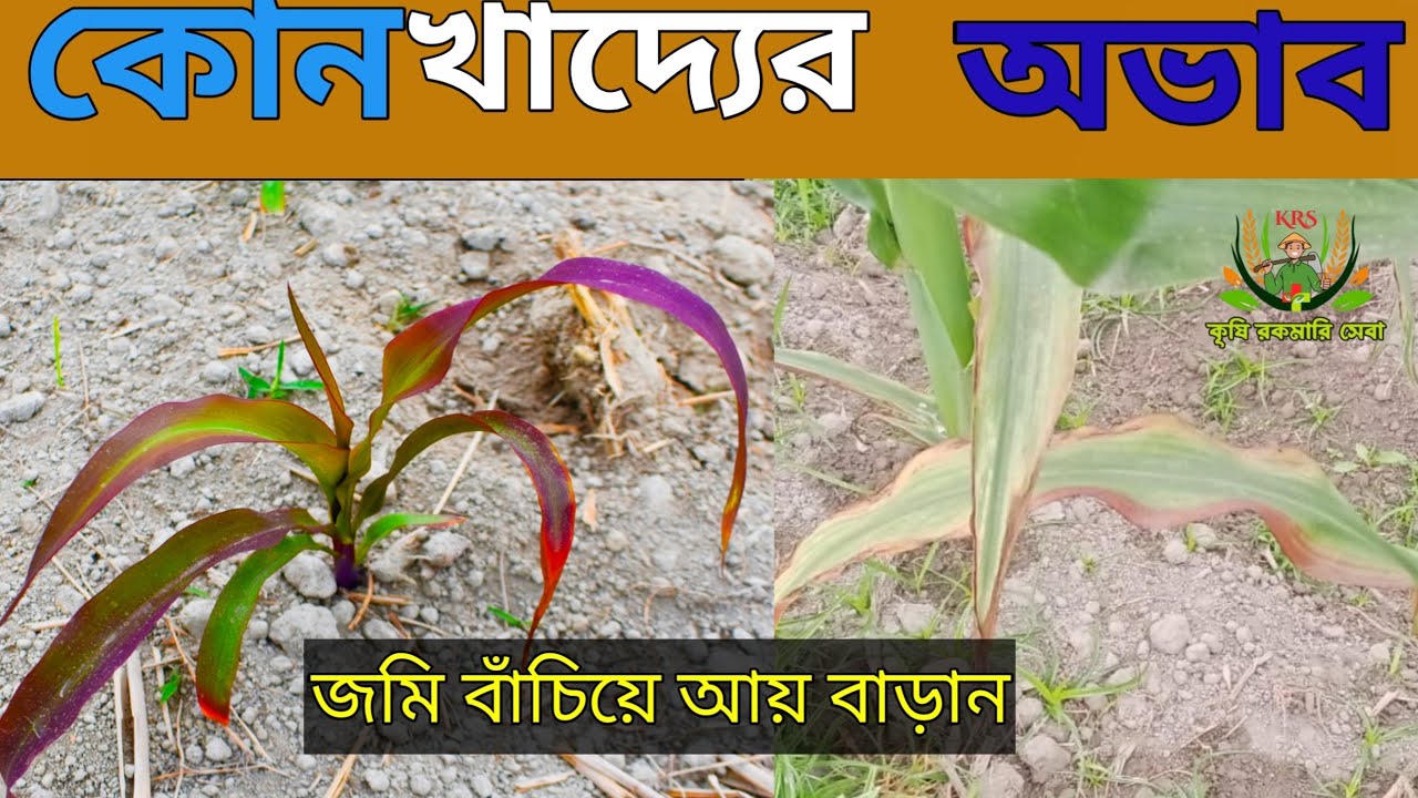 ভূট্টা গাছের  পাতা বেগুনী রং হলে কি করবেন || ভূট্টার পাতা পড়ে যাচ্ছে এটা কিসের পূর্বাভাস//ভূট্টা চাষ
