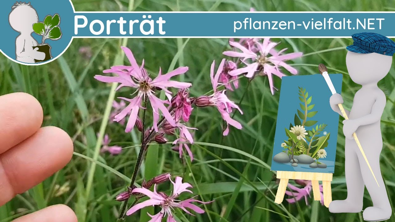🖼️ Portr&auml;t 056 - Kuckucks-Lichtnelke (Lychnis flos-cuculi) - Wildpflanzen-Steckbrief (Essbar)
