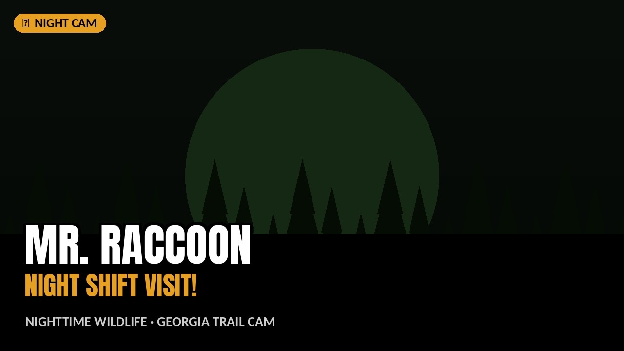 Night Shift at Hinds Family Farm: Mr. Raccoon's Visit