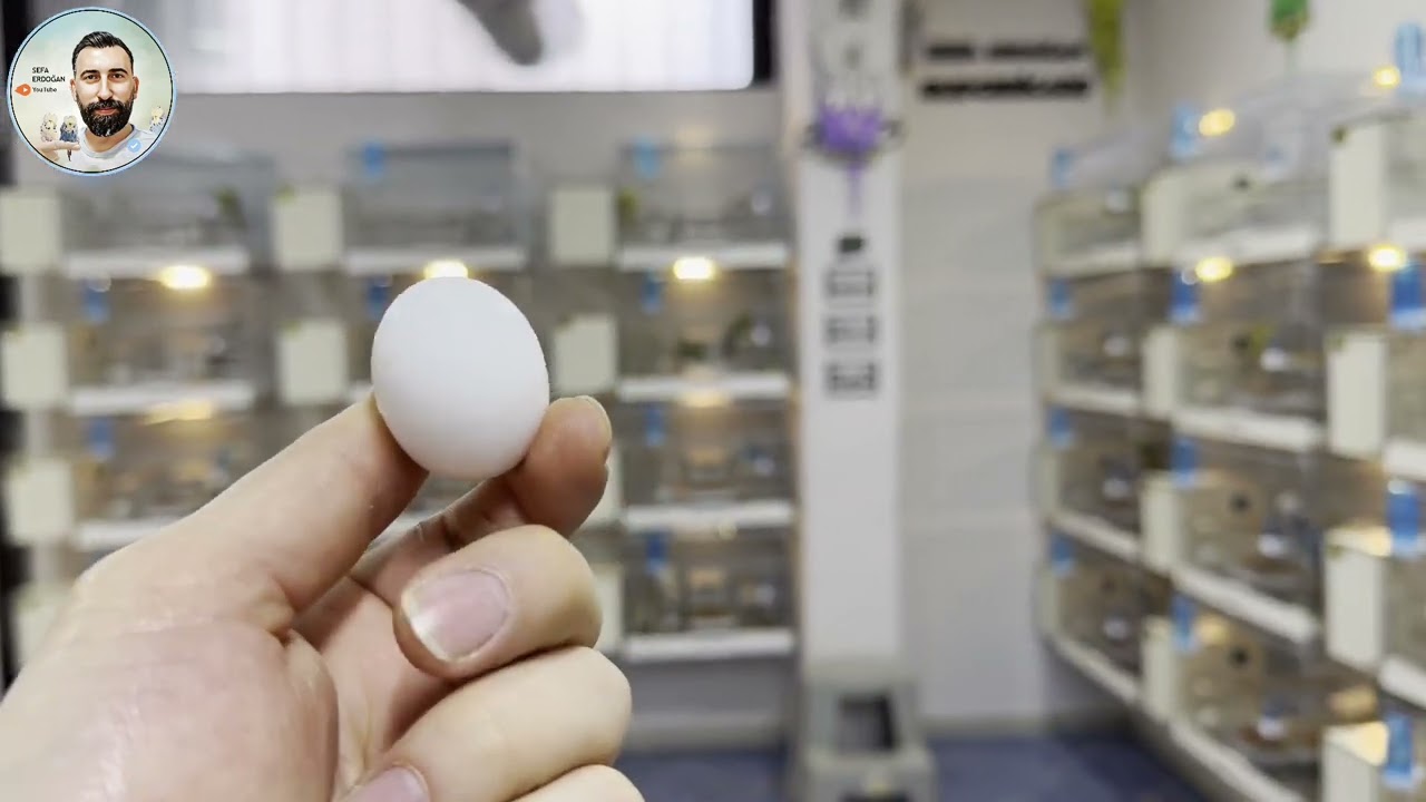 Yumurta İçi Ölümleri ve Çarpık Bacak Yavru Sebepleri