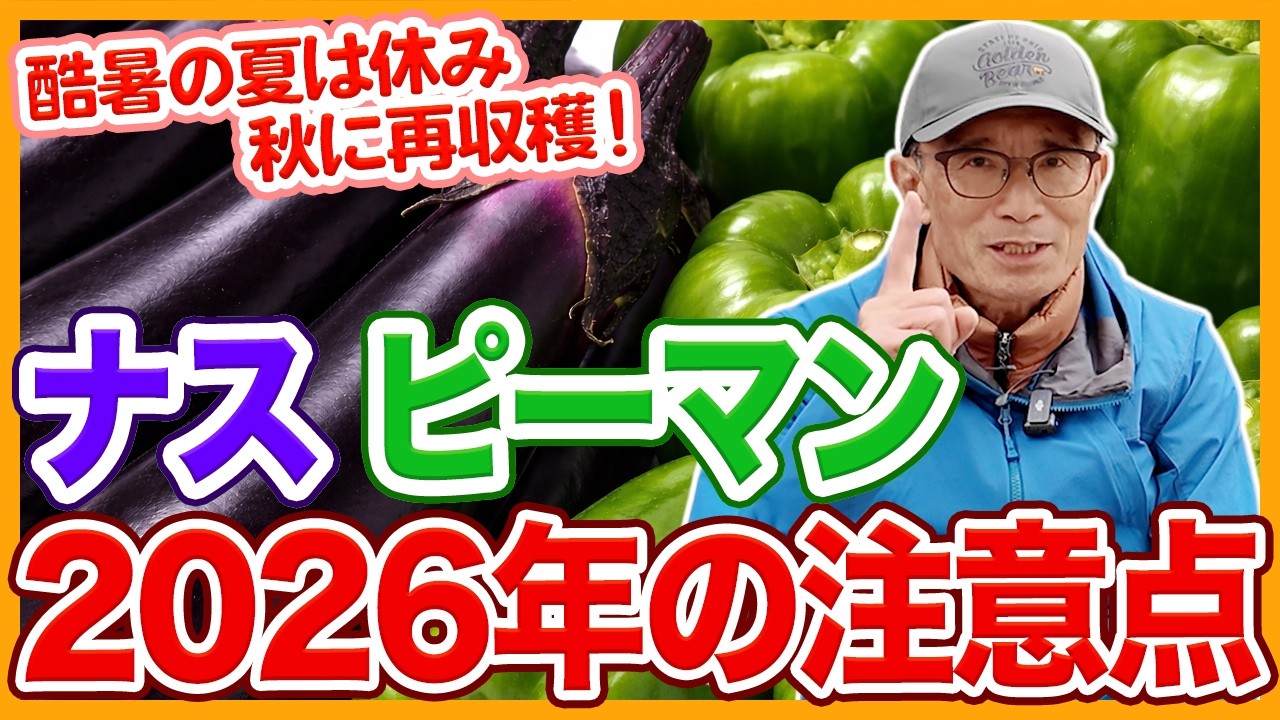 家庭菜園や農園のナス、ピーマン栽培で2026年の重要ポイント！夏は休ませて秋に収穫再開するコツとナス＆ピーマンの育て方！【農家直伝】
