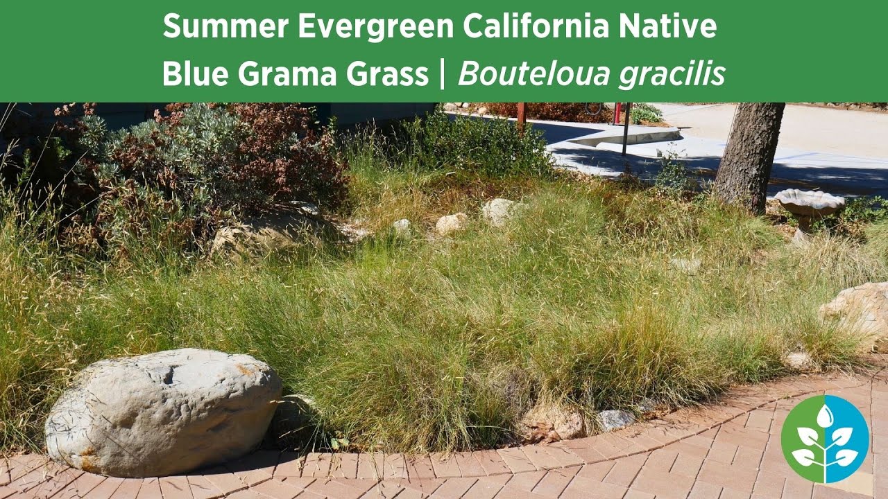 Summer Evergreen California Natives | Blue Grama Grass