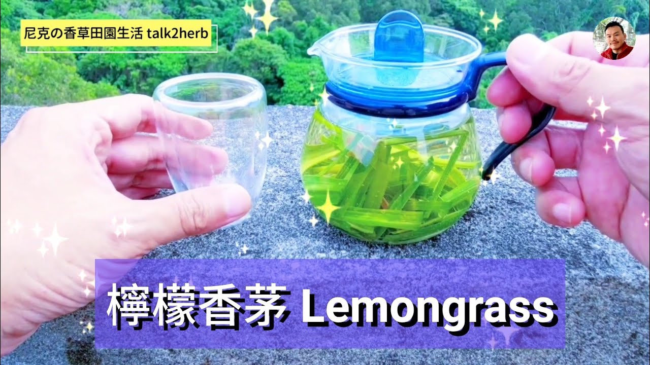 檸檬香茅 全集｜簡介 / 栽培 / 採收 / 應用｜檸檬草 / Lemongrass / Cymbopogon citratus