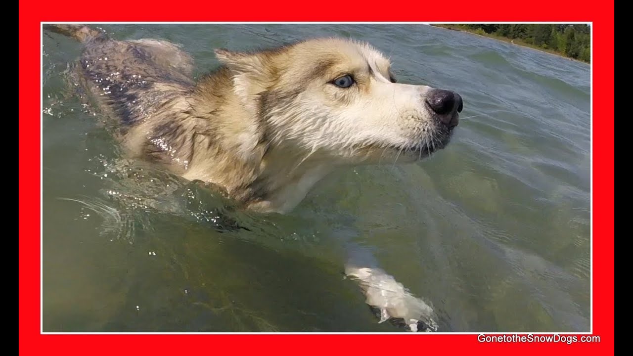 HUSKIES SWIMMING IN LAKE HURON
