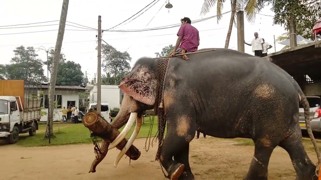 The Perahera Elephant - Annual Hanwella Embulgama Rajamaha Viharaya Perahera Elephants