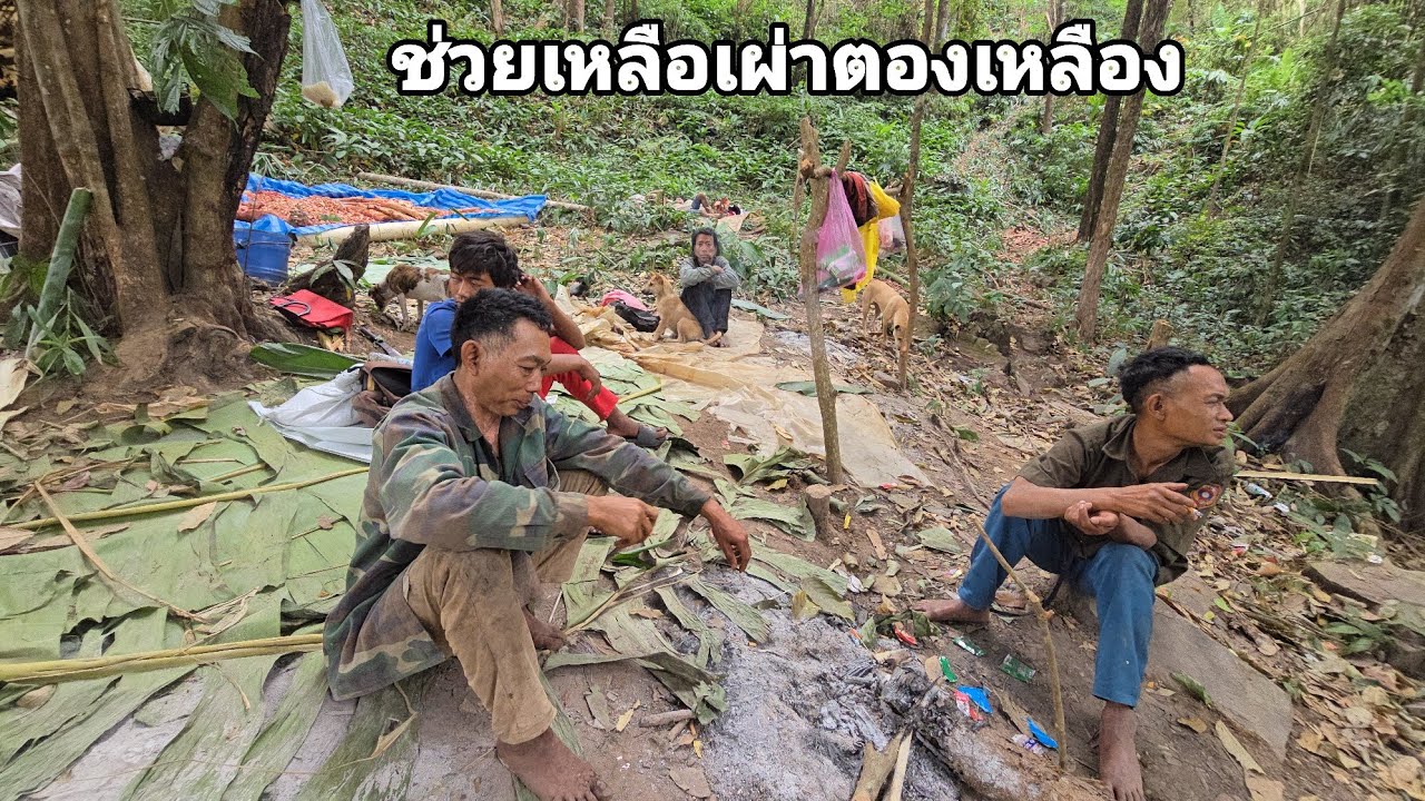 ความอึดหิวมันทำให้ทุกคนต้องดิ้นรนสู้เพื่อบ่าวเฟือง คนป่า ตองเหลือง ຄົນປ່າ ຕອງເຫຼືອງ bn saolao 