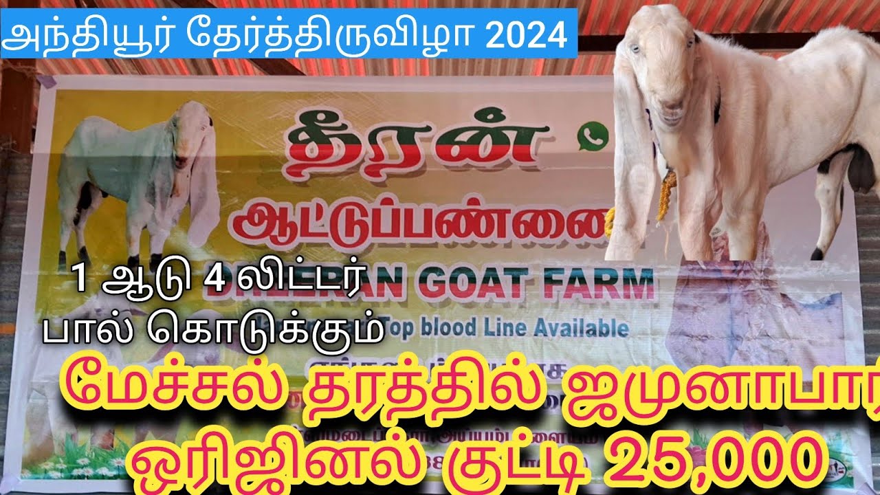 அந்தியூர் தேர் திருவிழா 2024/ மேச்சல் தரத்தில் ஜமுனாபாரி ஒரிஜினல் குட்டி 25,000 #jumunapari #goat