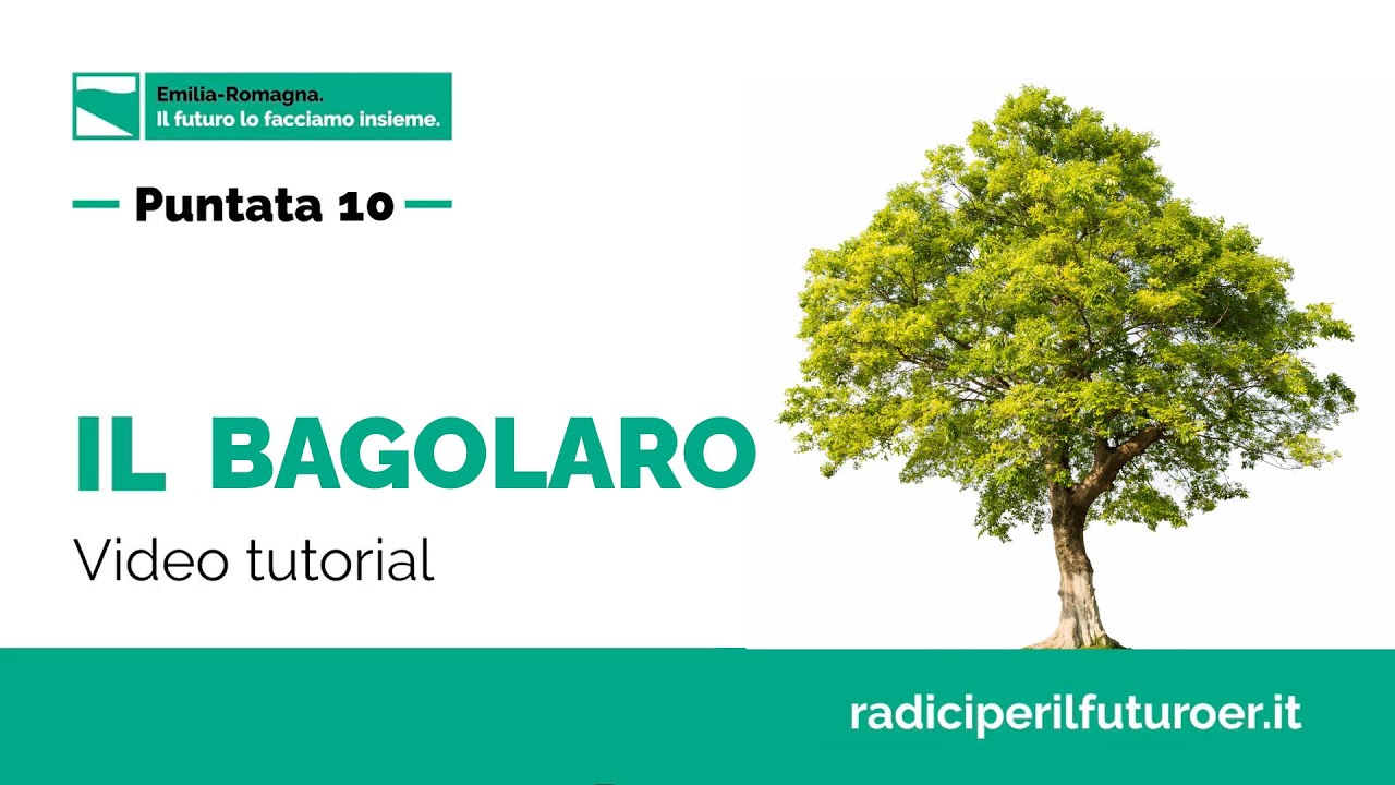 Il bagolaro | Tutorial piantumazione e cura | Mettiamo radici per il futuro