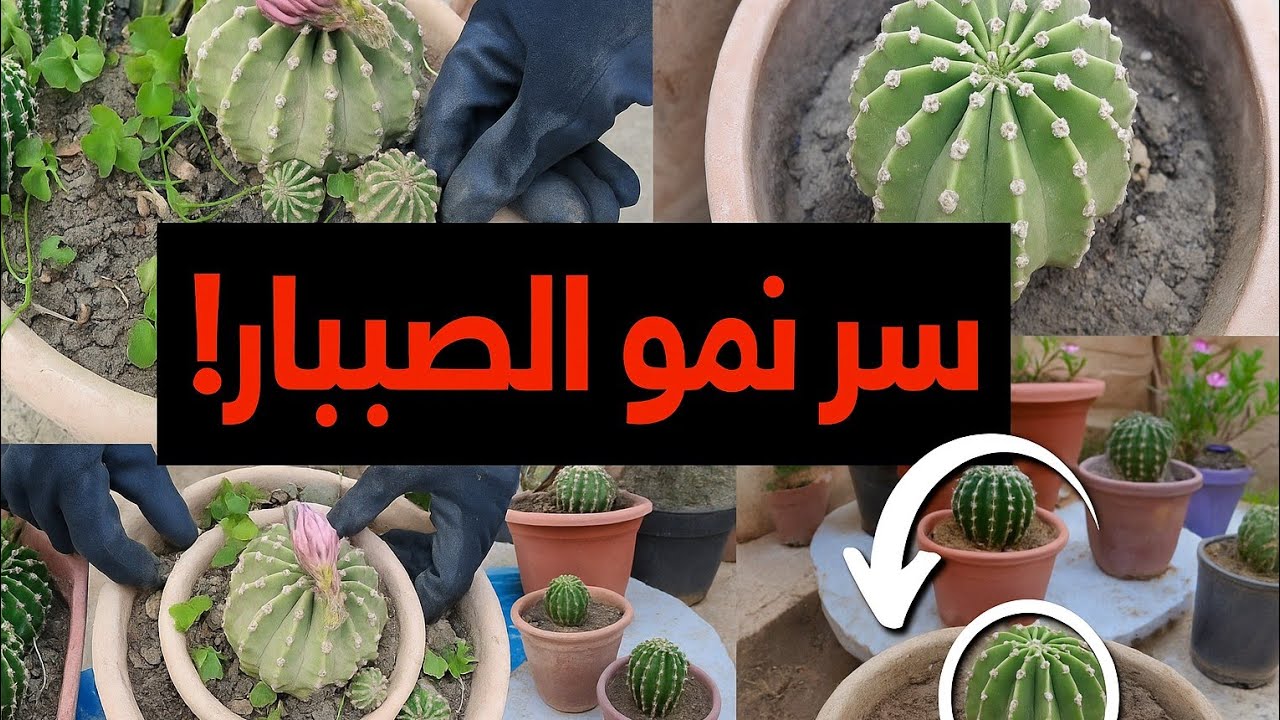 كيف تجعل الصبار يكبر بسرعة
