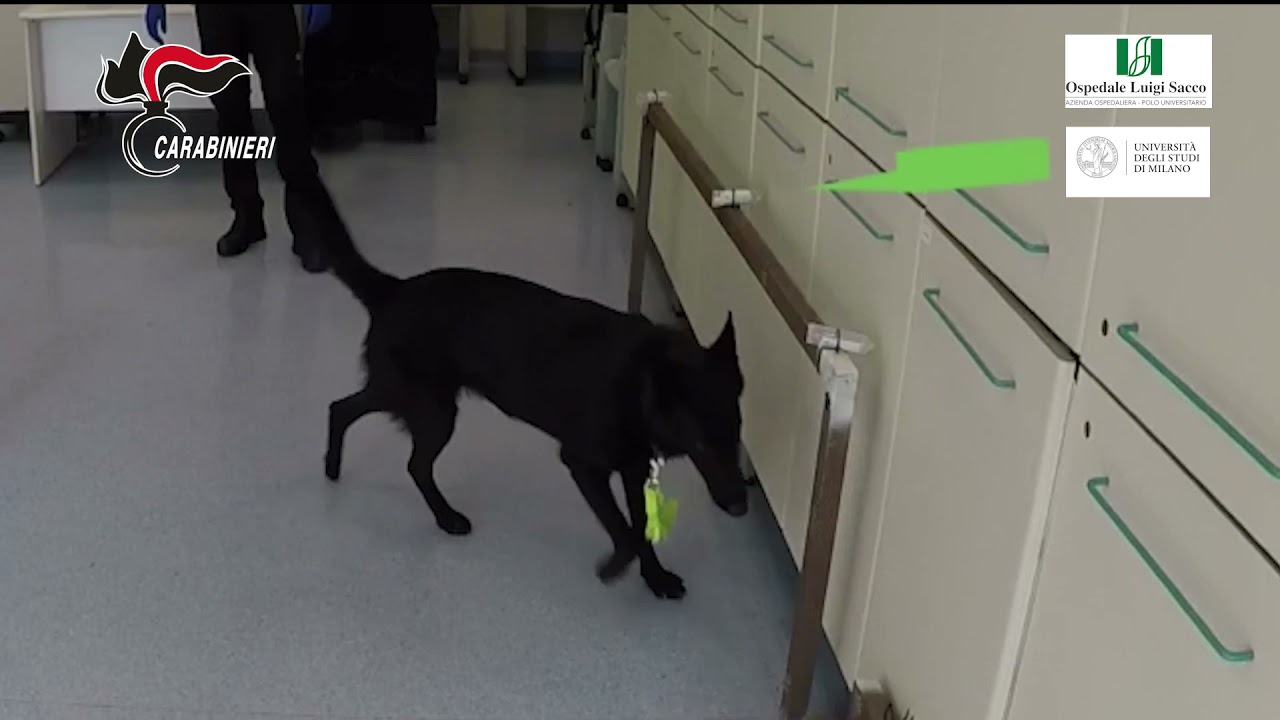 “Max” e “Berla”: i due cani anti - Covid del Centro Cinofili dell’Arma dei Carabinieri