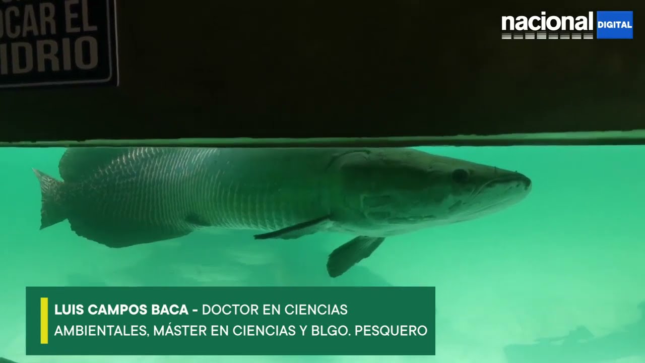 Conociendo sobre el paiche, el pez de escamas más grande del Amazonas