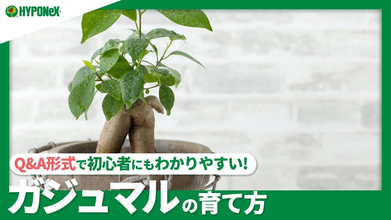 ☘34::ガジュマルの育て方｜苗の選び方、夏越えや冬越えの方法、葉を落としてしまう原因などご紹介｜【PlantiaQ&A】植物の情報、育て方をQ&A形式でご紹介