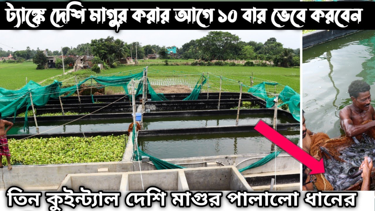 দেশি মাগুর মাছের সুবিধা এবং অসুবিধা // Deshi Magur Fish Farming in India