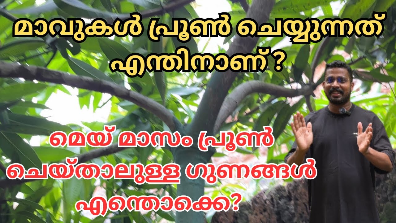 അടുത്ത സീസണിൽ വീട്ടിലെ മാവ് കായ്ക്കാൻ മെയ്‌ മാസത്തിൽ മാവ് പ്രൂൺ ചെയ്ത് ഒരുക്കാം | Hard Pruning