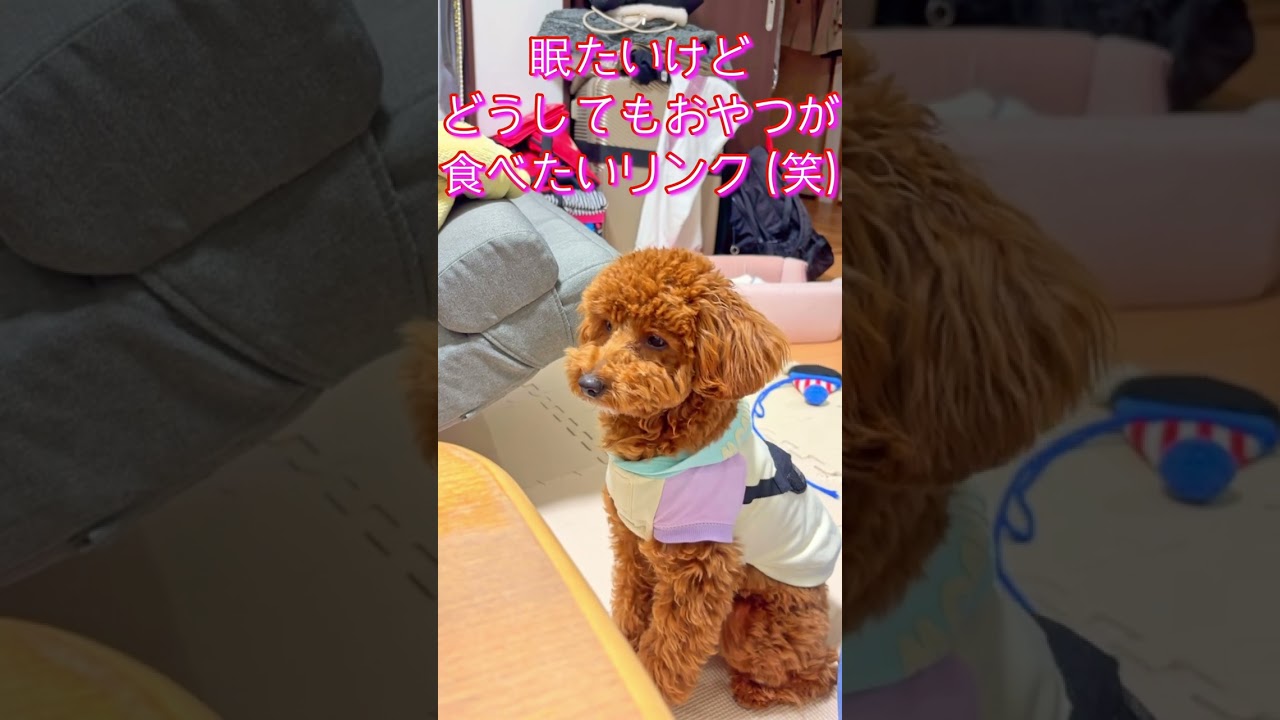 リンク日記 Vol.22「ある一日」2026.2.10〜2026.2.16