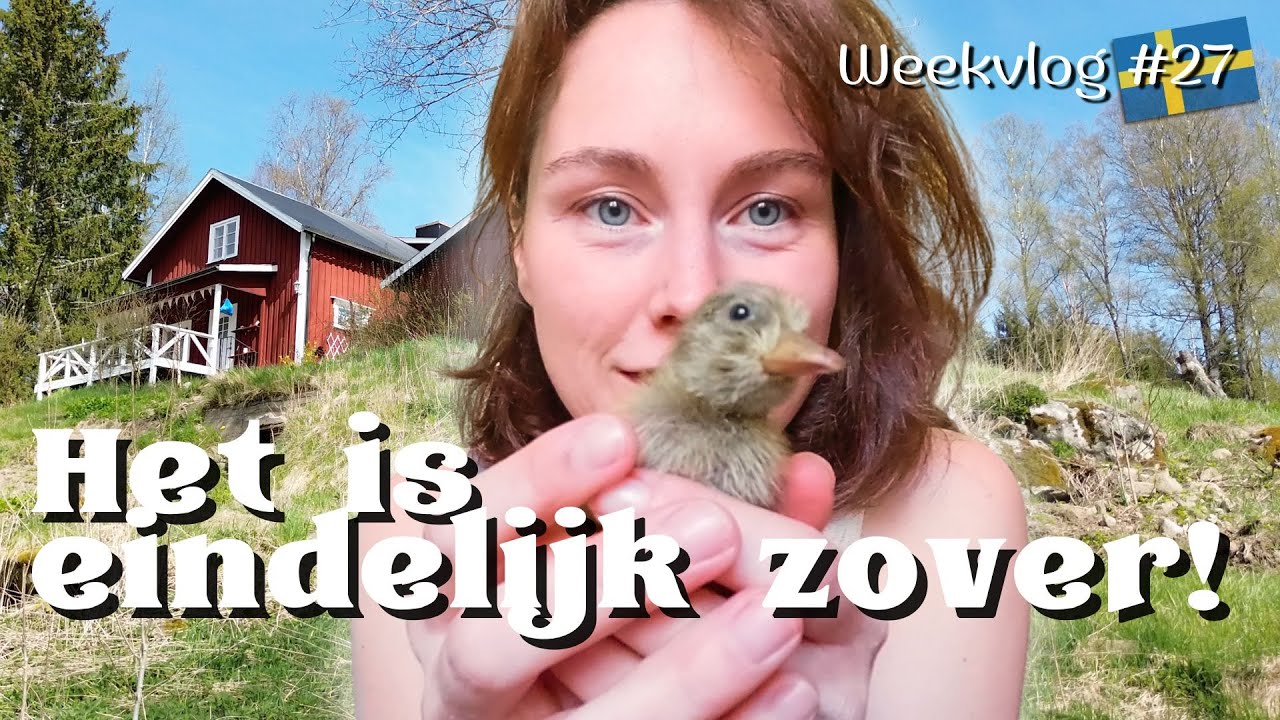 Eendjes komen uit! & eerste gast in stuga – een week vol eerste keren / #27