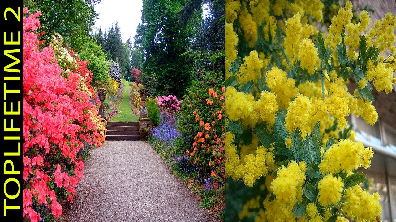 6 &Aacute;rboles Ornamentales Para Jard&iacute;n Peque&ntilde;o