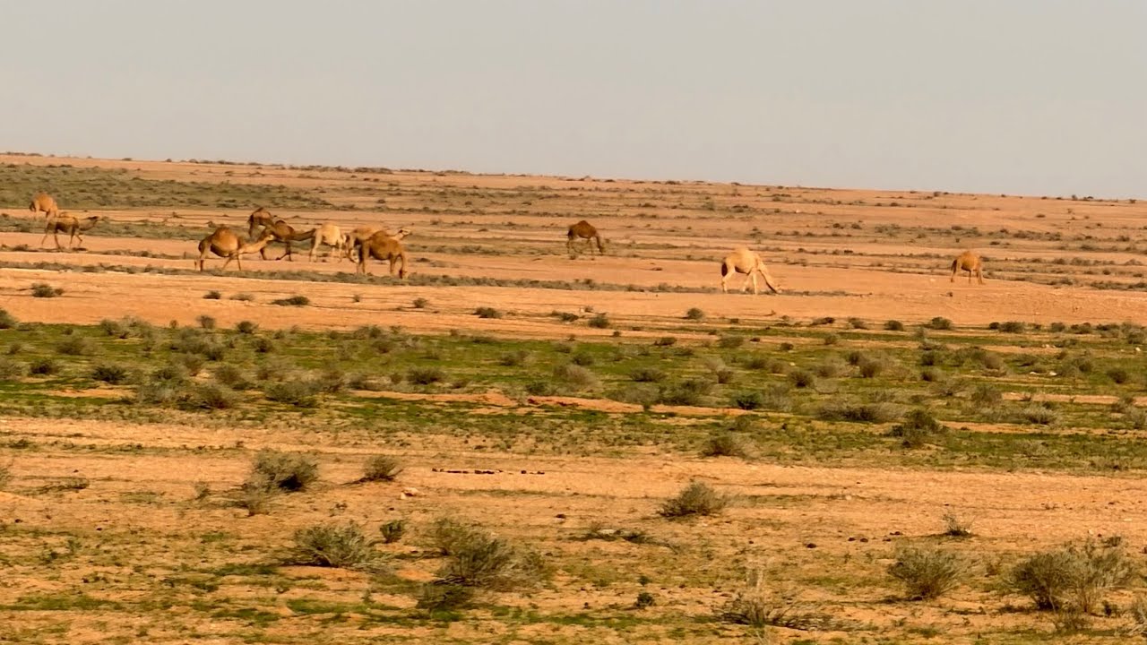 ربيع الشمال ( شعبة نصاب )