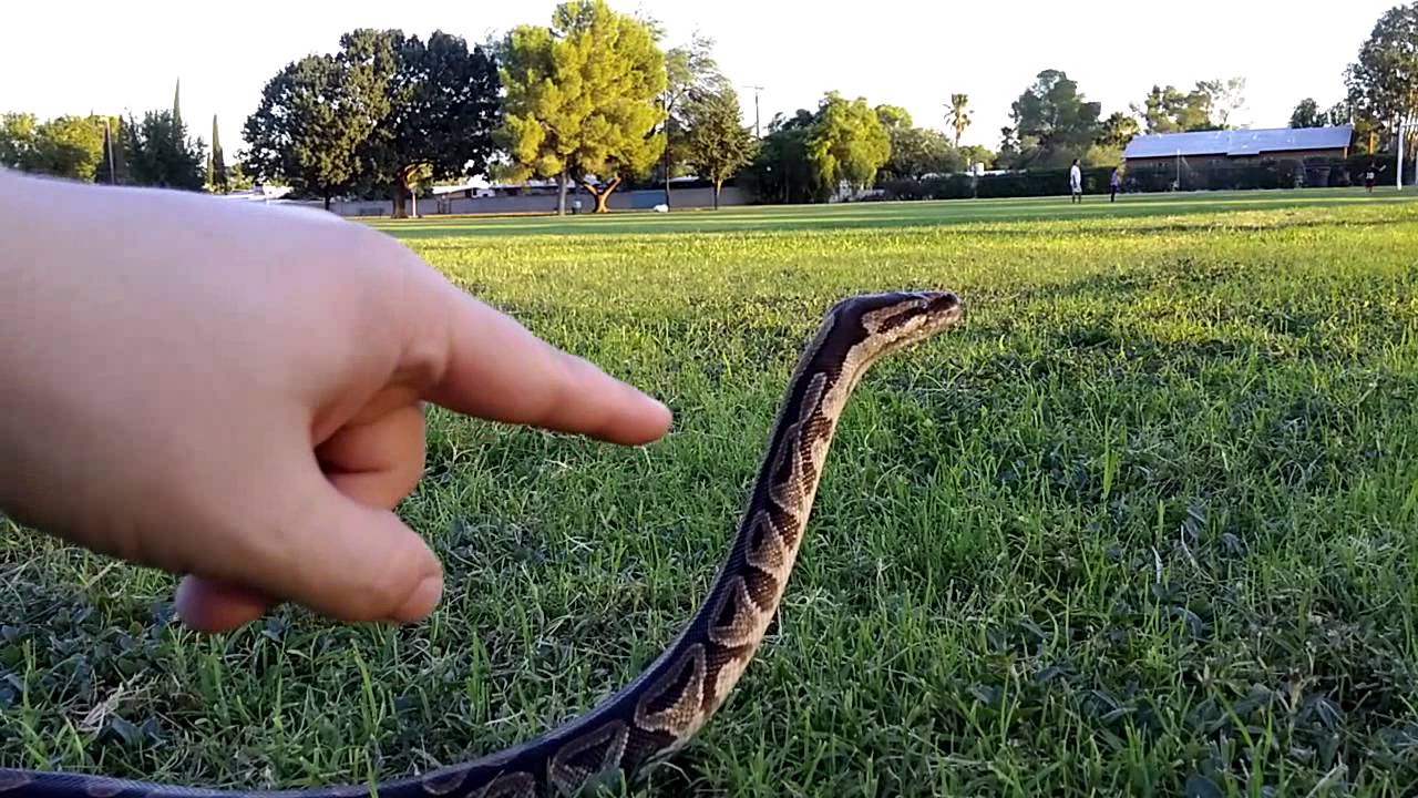 Did you just heckin boop me