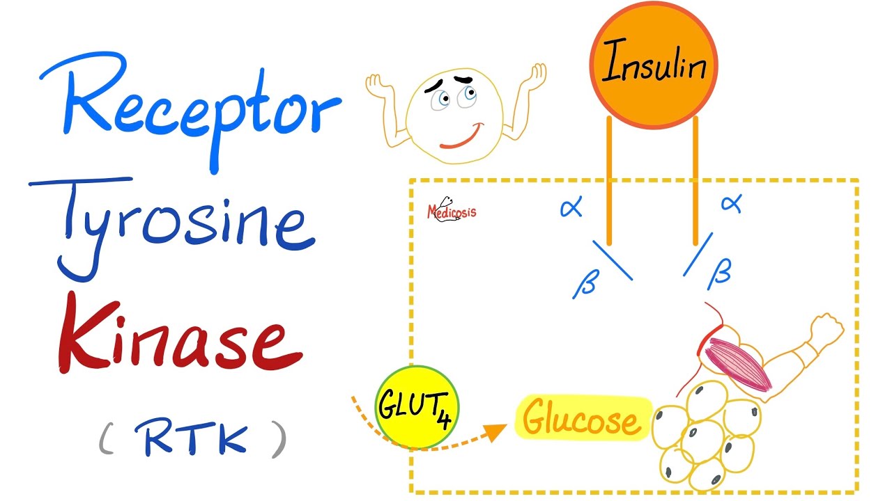 Insulin Receptor Tyrosine Kinase (RTK) - How insulin works - Diabetes Mellitus - Sugar (Glucose)